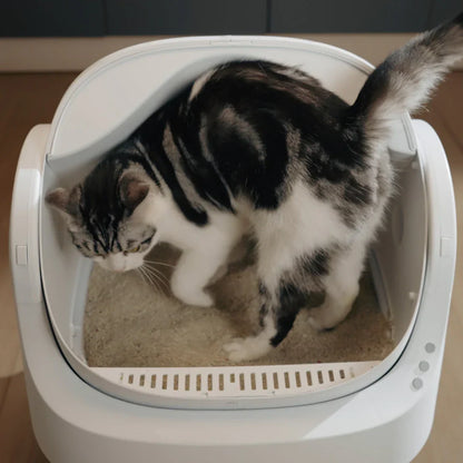 Smart Cat Box